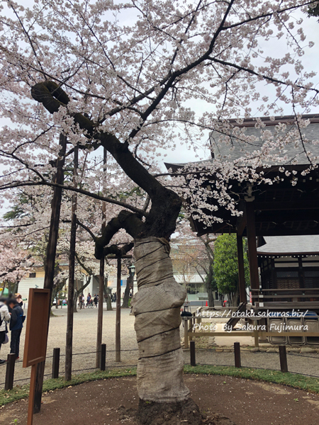 靖国神社　東京管区気象台の桜の標本木　満開でした
