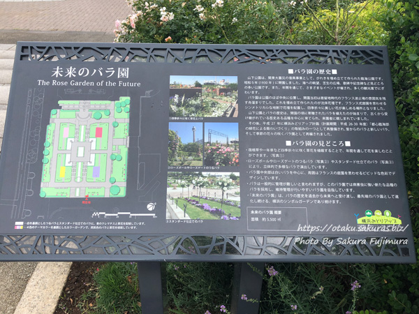 横浜　山下公園 未来のバラ園